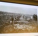  Germans from Russia in the sugar beet fields